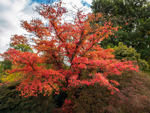 Japanese Maple (Acer palmatum) in Autumn Colours - Photo, Image