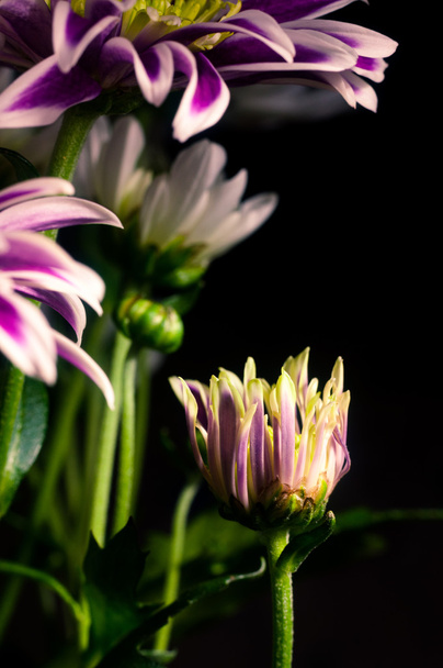 Purple chrysanthemum with white and green closeup - Foto, afbeelding
