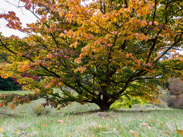 Prunus Pandora fa őszi - Fotó, kép