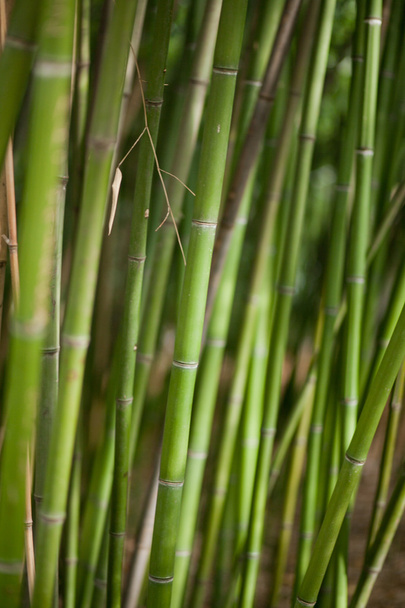 Fondo de bambú verde
 - Foto, imagen