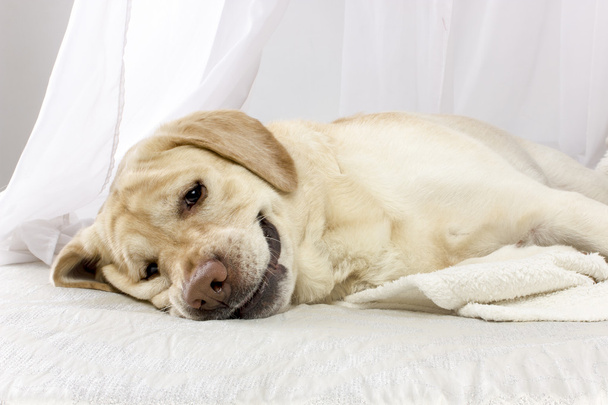 Уставшая собака лежит на кровати
. - Фото, изображение