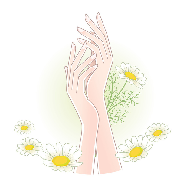 krásné ženské ruce s květy heřmánku. - Vektor, obrázek