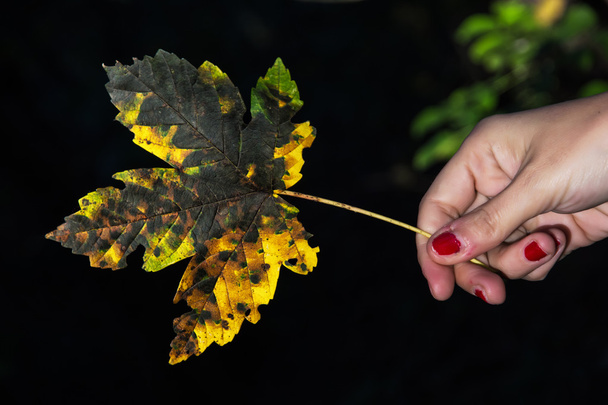 Hoja de arce amarillo de otoño en mano femenina en el fondo oscuro
 - Foto, imagen