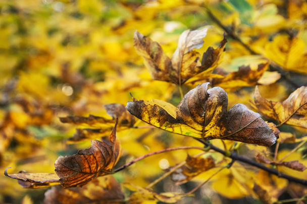 Akçaağaç ağacın kırık sarı yaprakları ile fotoğraf kapatmak - Fotoğraf, Görsel