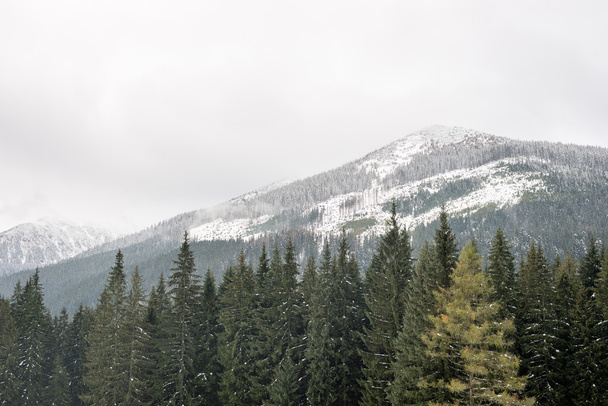 mountain tops in winter covered in snow - Foto, immagini