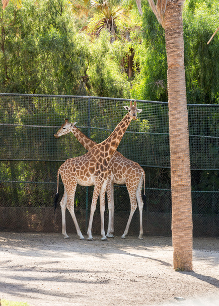 žirafy v zoo safari parku - Fotografie, Obrázek