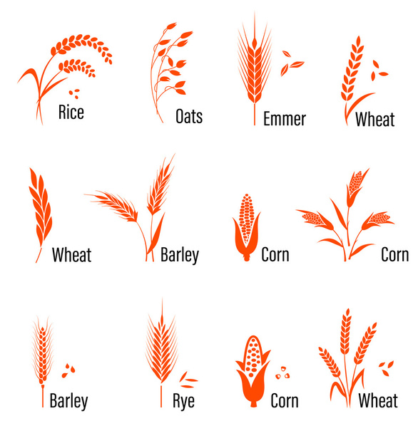 Conjunto de iconos de cereales con trigo
. - Vector, Imagen