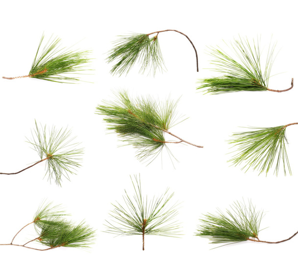 Set green fir branches isolated on white background - Fotoğraf, Görsel