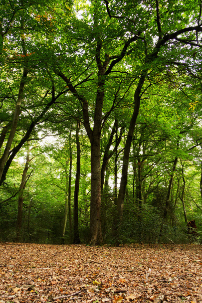 Woodland scene at the start of autumn - Fotó, kép