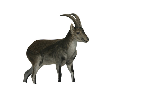 Spanish or Iberian ibex, Capra pyrenaica - Photo, Image