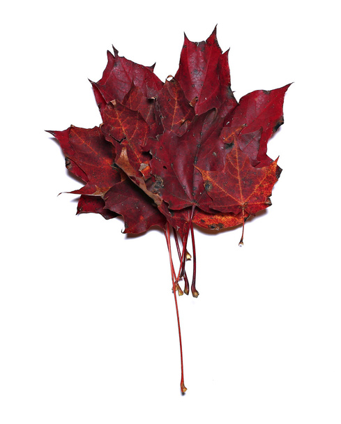Autumn red maple leaf isolated on white background.