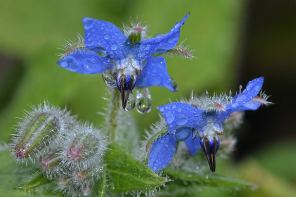 Blue borage flowers in detail in the garden (Borago officinalis) - Photo, Image