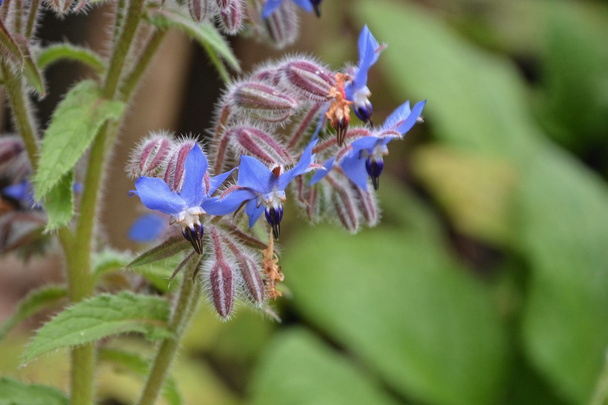 Květiny modré brutnák podrobně v zahradě (Borago officinalis) - Fotografie, Obrázek