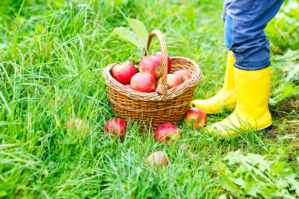 Legs of kid in yellow rain boots and red apples - Foto, Imagen