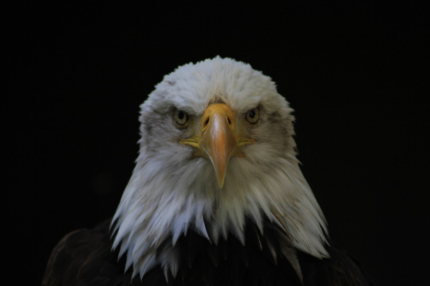 アメリカ合衆国の色相イーグル紋章鳥 - 写真・画像