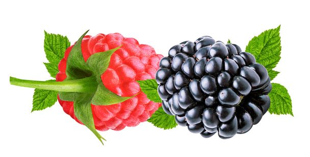 Blackberry и малина изолированы на белом
  - Фото, изображение
