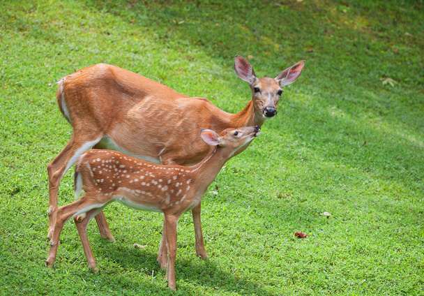 Loving look from a deer fawn - Foto, afbeelding