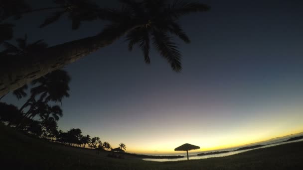 Island Sunset under Palm Tree - Záběry, video