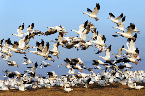  Migrating Snow Geese  fly off after a layover in Lancaster County, Pennsylvania, USA. - Photo, Image