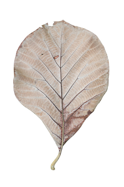 trockene braune Blätter isoliert auf weißem Hintergrund - Foto, Bild