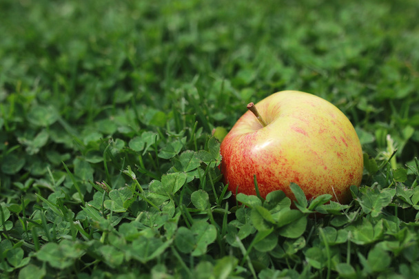 çimenlerin üzerinde taze elma - Fotoğraf, Görsel
