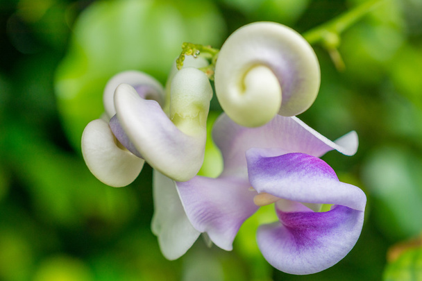 makro detail bílé a fialové tropické orchideje - Fotografie, Obrázek