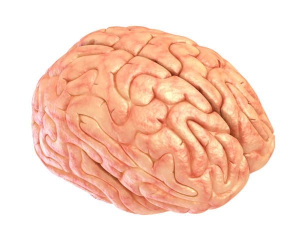 Human brain 3D model, isolated on white - Foto, Imagen