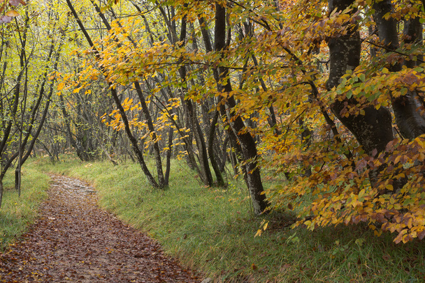 floresta de outono na Croácia
 - Foto, Imagem