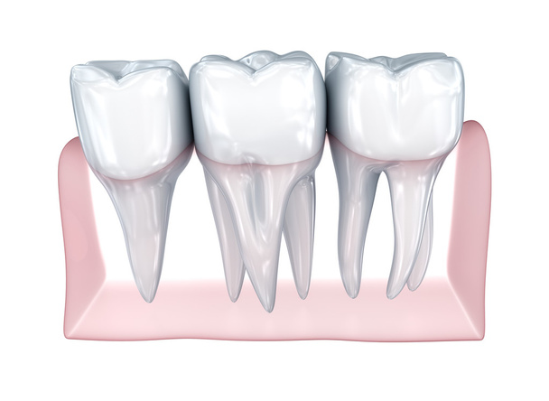 Teeth on white background. Concept icon.  Medically accurate 3D illustration  - 写真・画像