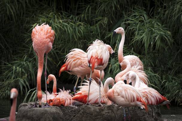 Nesting Flamingos Flock - Photo, Image