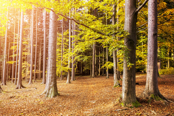 Foresta autunnale con foglie colorate su colori brillanti e belli
 - Foto, immagini