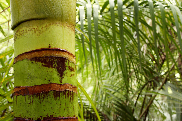 熱帯林 - 写真・画像