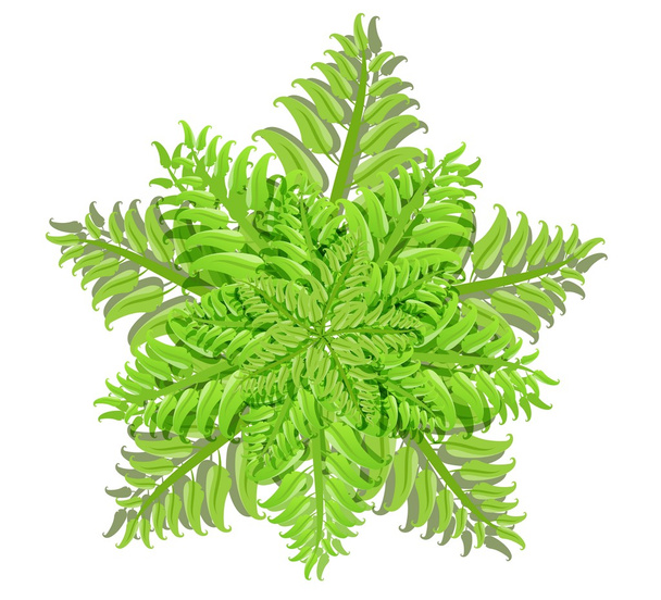 Plante de la famille des fougères sur fond blanc, illustration vectorielle
 - Vecteur, image