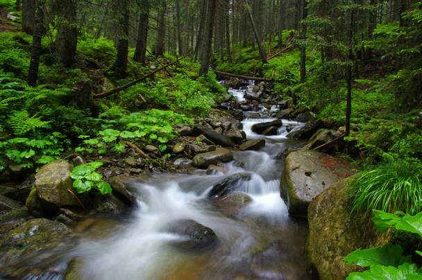 Mountain river in forest. - Photo, Image