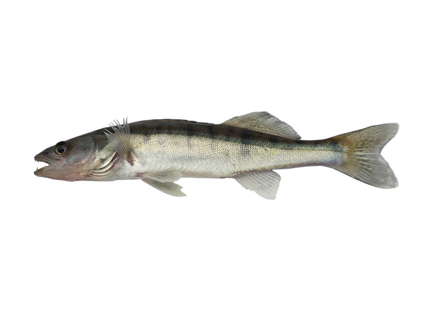 long fish zander - Foto, Imagen