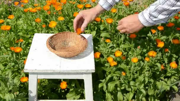Calendula blossoms harvest in the garden - Footage, Video