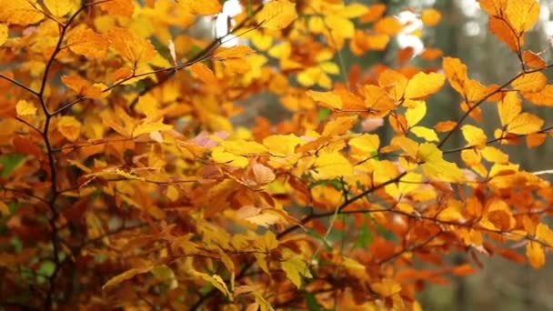gyönyörű őszi fa  - Felvétel, videó