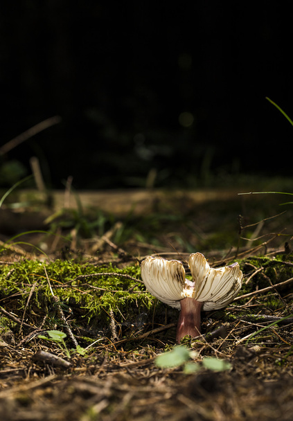 Russula turci cogumelo
 - Foto, Imagem