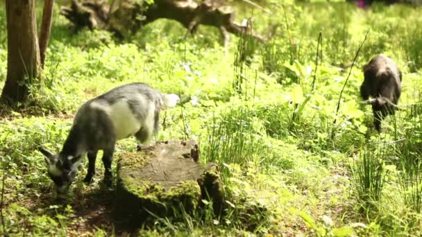 Ziegenbaby auf Biobauernhof - Filmmaterial, Video