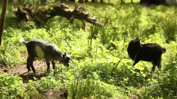 Ziegenbaby auf Biobauernhof - Filmmaterial, Video