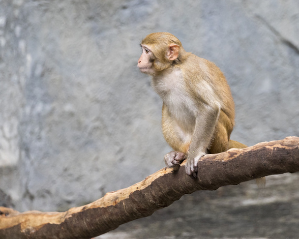 Image of monkey sitting on a tree branch. - Zdjęcie, obraz