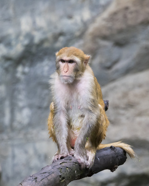 Изображение обезьяны, сидящей на ветке дерева
. - Фото, изображение