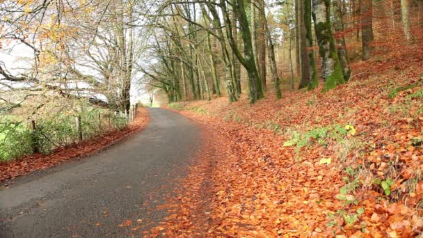 Autumn rural road - Footage, Video