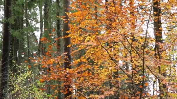 güzel sonbahar ağacı  - Video, Çekim