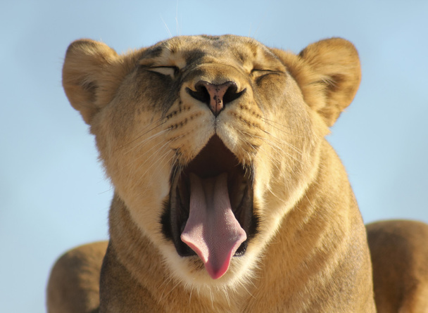 Porträt eines gähnenden afrikanischen Löwenweibchens - Foto, Bild