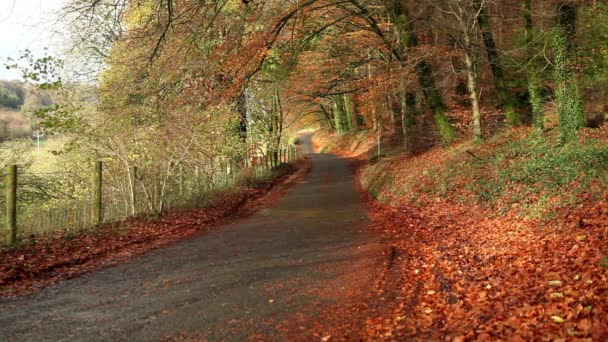Autumn rural road - Materiał filmowy, wideo