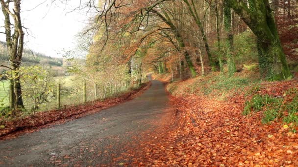 Autumn rural road - Materiał filmowy, wideo