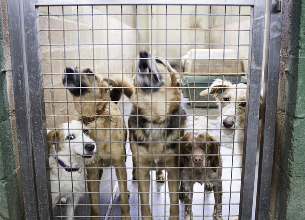 Zwingerhunde gesperrt - Foto, Bild