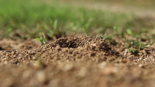 Zwarte mieren kruipen op de grond - Video