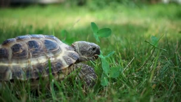 turtle slowly feeding on grass - Filmati, video